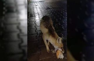 Karabük’te tır sürücüsü tilkiyi ekmekle besledi
