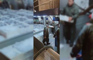 Karadeniz’de hamsi bolluğu