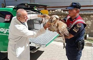 Karaman’da yaralı bulunan kızıl şahin koruma...