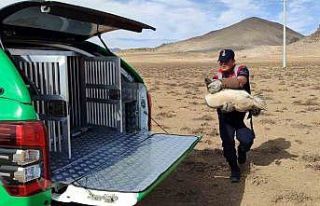 Karaman’da yaralı pelikanlar koruma altına alındı