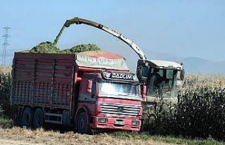 Karapınar’da mısır hasadı başladı
