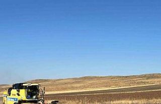 Kars’ta Ayçiçeği hasadı başladı