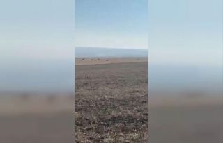 Kars’ta köye inen kurt sürüsü kamerada