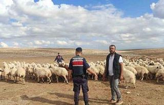 Kayıp küçükbaş hayvanları jandarma buldu