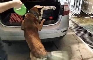 Kedi taşıma çantasında 2 kilo uyuşturucu ele...