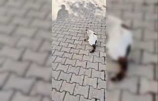 Kedinin fareyle oyunu kamerada