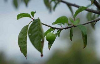 Kış ayına günler kala çiçek açan erik ağaçları...