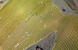 Kocaeli’de tıbbi ve aromatik bitki hasadı başladı
