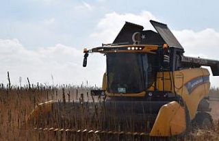 Konya Ovası’nda kenevir hasadı