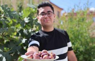 Konya’da yetişmesi zor bilinen inciri apartman...