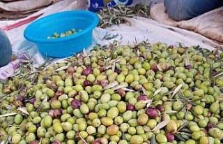 Köşk İlçe Tarım, Aydın Memecik Zeytini’ne...