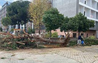Kuruyan çam ağacı ağırlığa dayanamayarak yol...