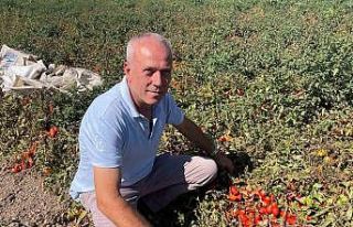 Londra’da kazandıklarıyla memleketine toprak yatırımı...