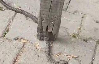Mahallelinin korkulu rüyası olan yılan, 3 günlük...