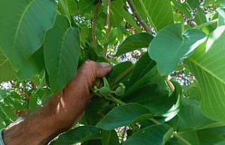 Malatya’da mevsim dışında meyve veren ceviz ağaçları...