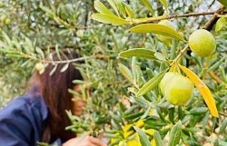 Manisa’da zeytincilere çifte uyarı