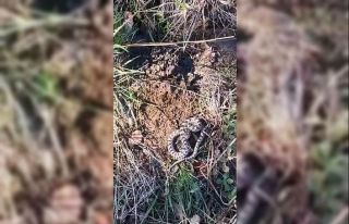 Mantar ararken dünyanın en zehirli yılanlarından...