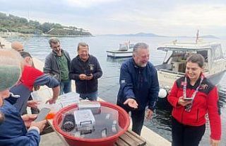 Marmara’da 400 ıstakoz yavrusu yapay resiflere...