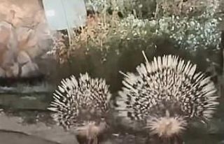 Menteşe’de oklu kirpiler kamerada