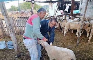 Menteşe’de şap aşısı kampanyası hız kesmiyor