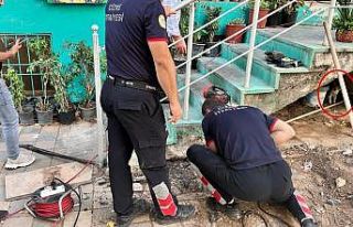 Merdiven boşluğuna sıkışan yavru kediyi itfaiye...