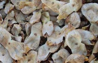 Mersin’de incir sezonu sona erdi, üreticisinin...