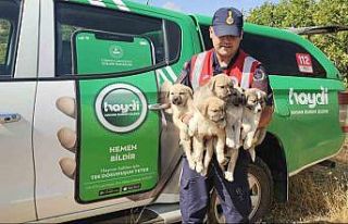 Muş’ta ormana terk edilen yavru köpekler kurtarıldı