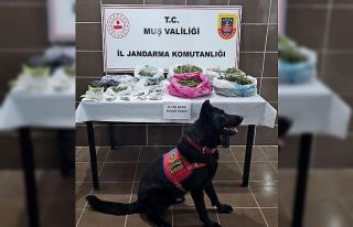 Muş’ta uyuşturucu operasyonu: 1 gözaltı