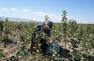 Niğde, elma fidanı üretiminde Türkiye’nin öncüleri...