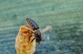 OMÜ’lü akademisyenlerden arıcılığa yenilikçi...