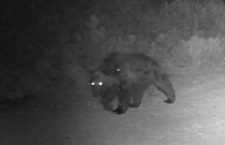 Ormanda yiyecek arayan ayı fotokapanda