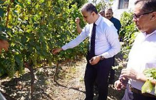 Osmancık karası üzümü tescillendi