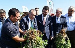 Osmaniye Fıstık Festivali’ne hazırlanıyor