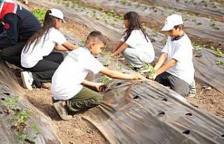 Osmaniye’de minik eller toprağa dokundu, çilek...