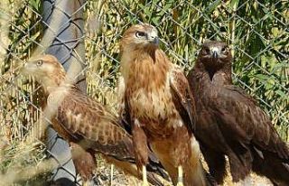 Özgürlük için gün sayıyorlar