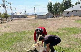 Patnos’ta köpeklere mikroçip ve kuduz aşısı...