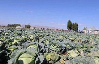 Patnos’ta Lahana hasadı başladı