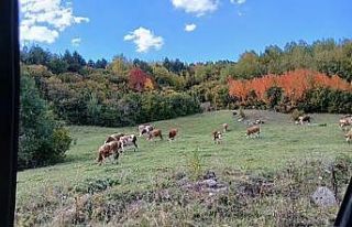Posof’ta sonbahar güzelliği