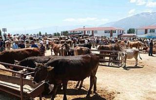 Refahiye’nin 34 köyünde şap karantinası