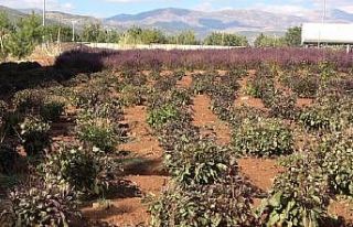 Reyhan tohuma bırakıldı, arılar bal üretti