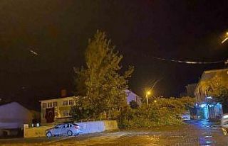 Rüzgarın kökünden söktüğü ağaç otomobilin...