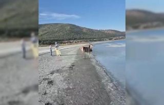 Salda Gölü’nün maskot geyiği, vatandaşlarla...