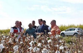 Salihli Ovası’nın ‘Beyaz Altın’ında ilk...