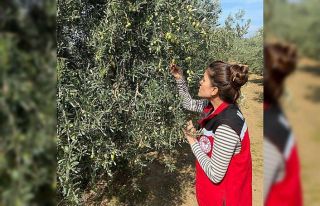 Salihli’de zeytin sineğine karşı acil uyarı