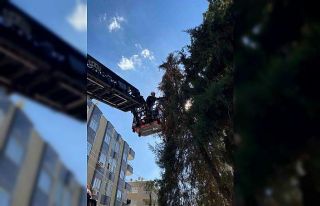 Şanlıurfa’da ağaçta mahsur kalan yavru kedi...