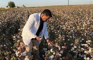 Şanlıurfa’da beyaz altın hasadı başladı