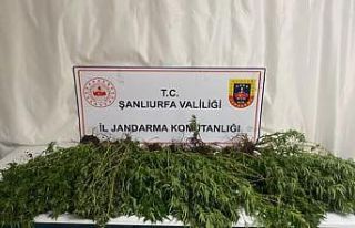 Şanlıurfa’da silah, uyuşturucu ve 196 kök kenevir...