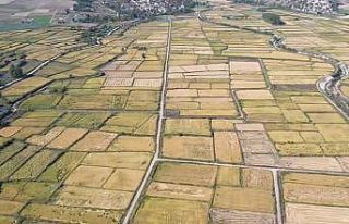 Saraydüzü’nde çeltik hasadı başladı