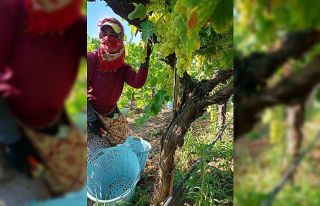 Sarıgöl’de üzüm hasadı aralıksız devam ediyor