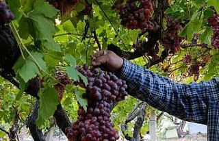 Sarıgöllü üreticiden 1 kilo 740 gramlık üzüm...